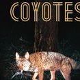 Coyotes