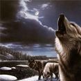 the wolves