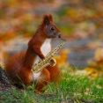 Jammin Squirrel Productions