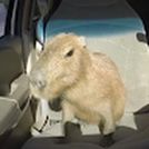 Arthur