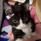 .Nikki.