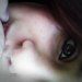 Caah