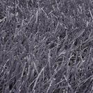 Grass_