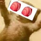 Gato