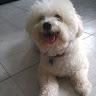 Gerardo