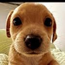 Pancho