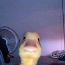 Pablo