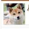 shiba