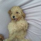 Bob