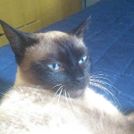 Felipe