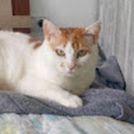 Alexander
