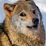 wolfe