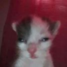 Matheus