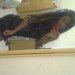 Josy