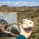 OddPossum