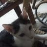 Caio