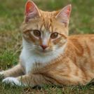 Gatos