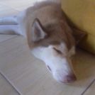 Ester