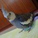Maria