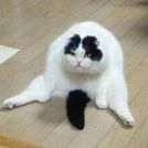 Mr