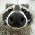 omnimo