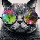 Gato