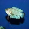peixes
