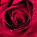 rosinha68