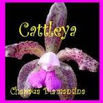 Cattleya