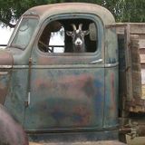 Goat in a Car