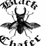 Black Chafer