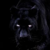 Panther Divulgações
