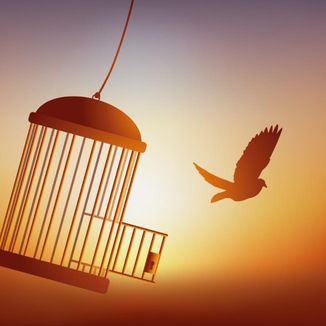 Foto da capa: Passarinho