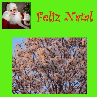 Foto da capa: Feliz Natal