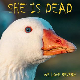 Foto da capa: We Love Reverb