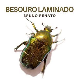 Foto da capa: Besouro Laminado