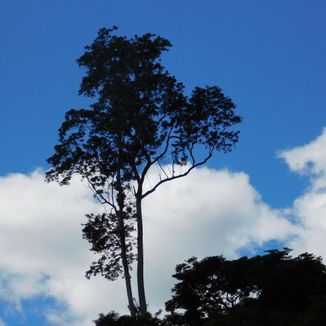 Foto da capa: Baixe grátis