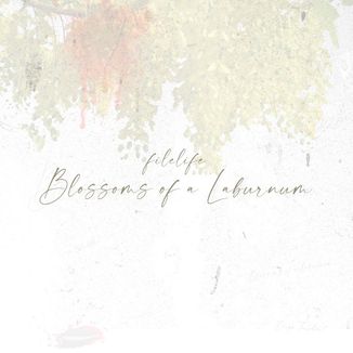 Foto da capa: Blossoms of a Laburnum