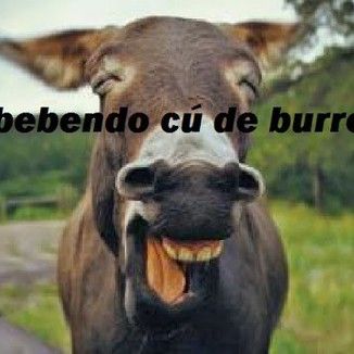 Foto da capa: CU DE BURRO