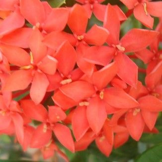 Foto da capa: MPB/Samba nosso