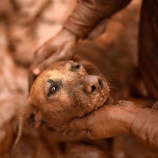 Foto da capa: cachorrinho