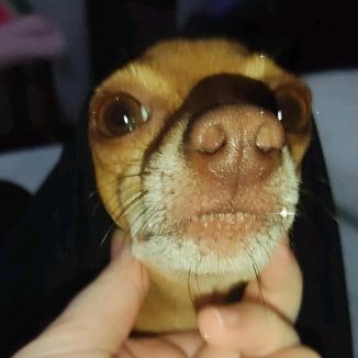 Foto da capa: Meu melhor amigo, meu companheirinho, meu ante depressivo, meu LUPH..m4a