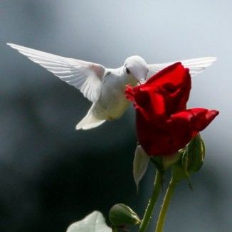 Foto da capa: A Rosa e o Beija Flor