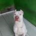 Avatar de JAMAICA PIT BULL CALDAS