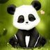 Avatar de Diário de um Panda