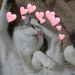 duda catto