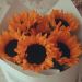 foto de Isabel Girasol