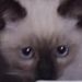 Gato_ Meko