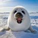 Sea Puppy