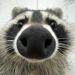 raccoon